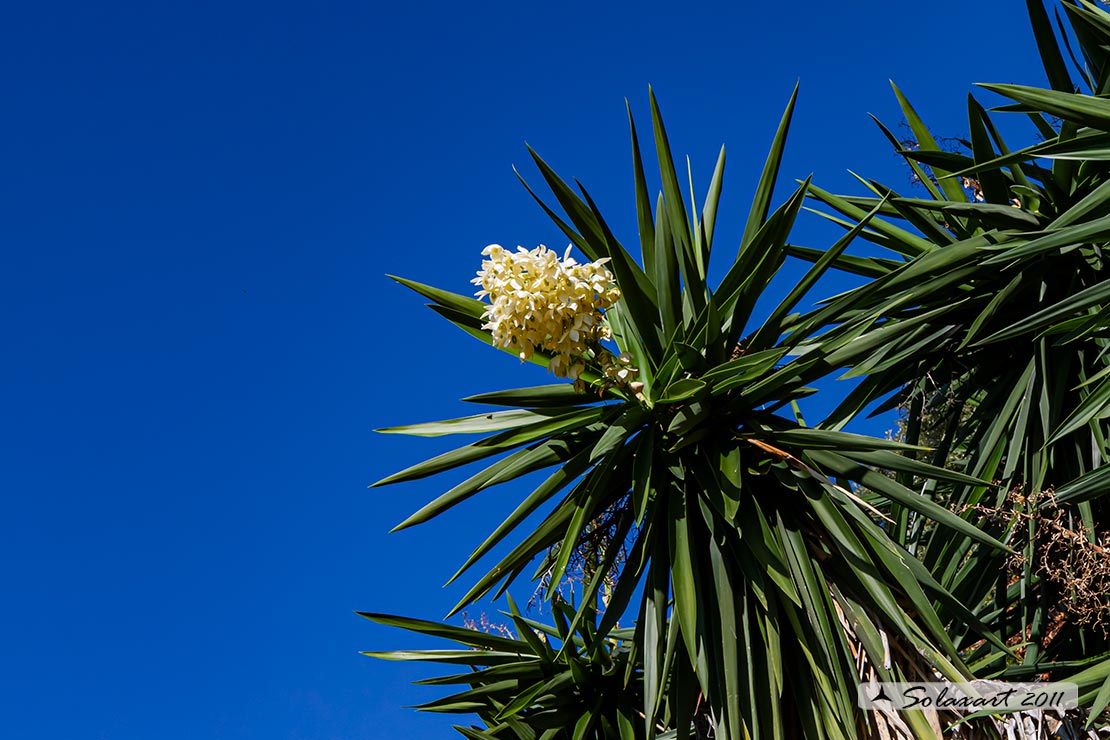 Yucca gigantea; Jucca del Guatemala