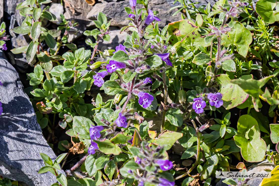 Ziziphora granatensis - Clinopodio alpino