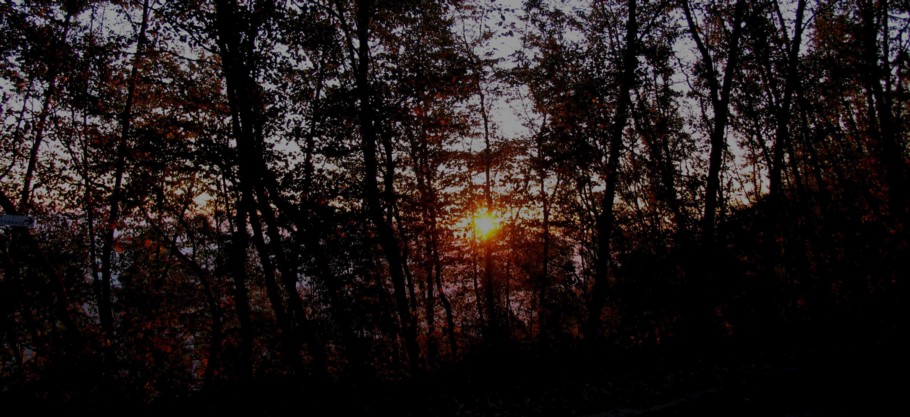 Alba nel bosco