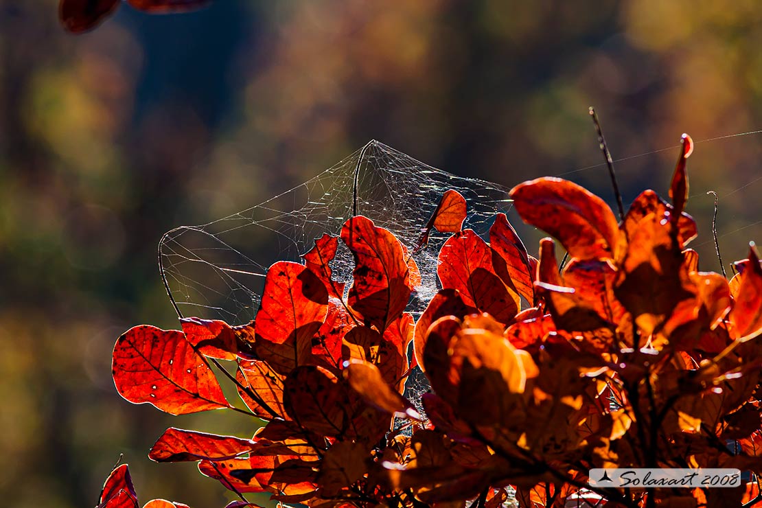 Ricami d'autunno