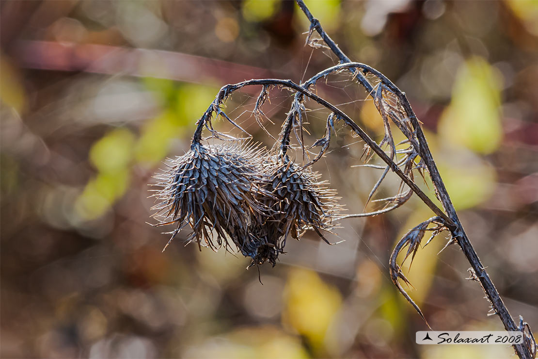 Ricami d'autunno