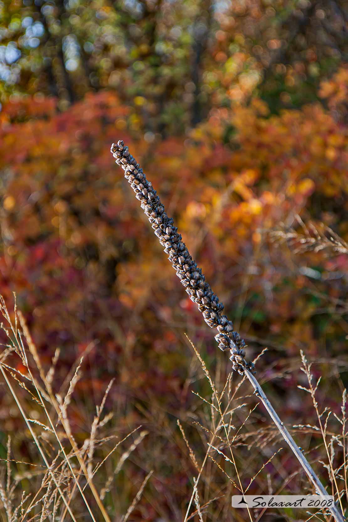 Ricami d'autunno