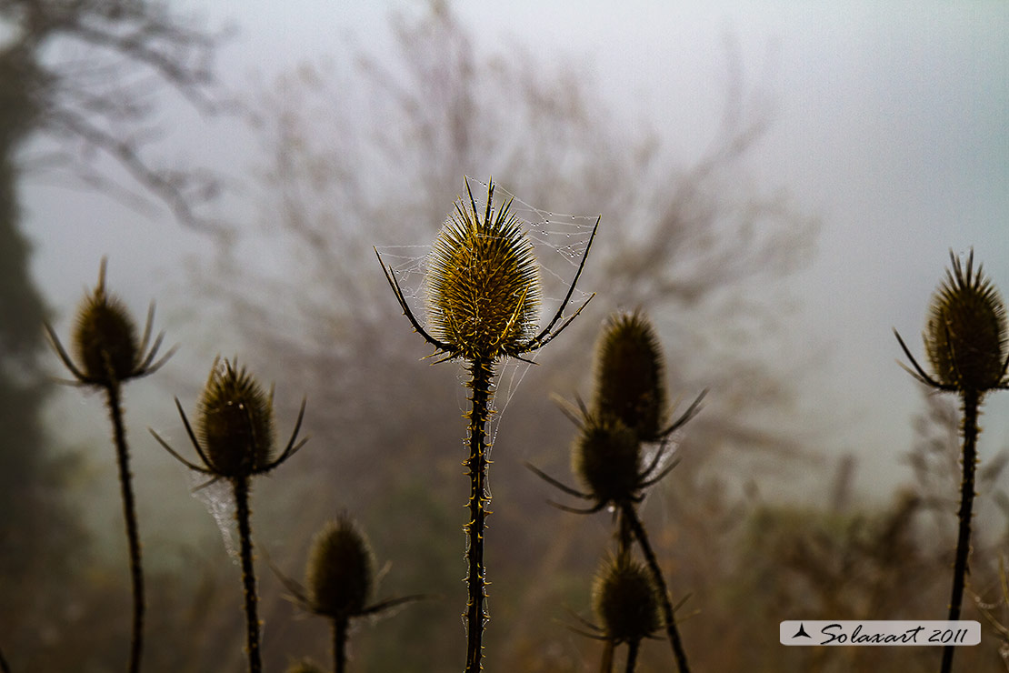 Immahgini nella nebbia