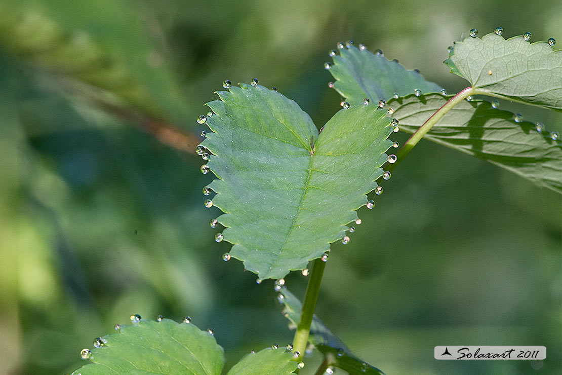 Un cuore di goccioline