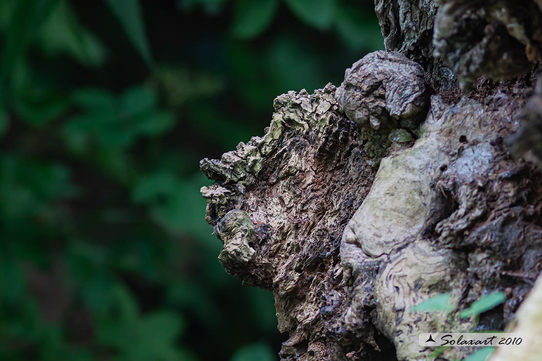 La natura scolpisce, l'uomo immagina