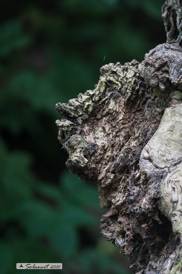 La natura scolpisce, l'uomo immagina