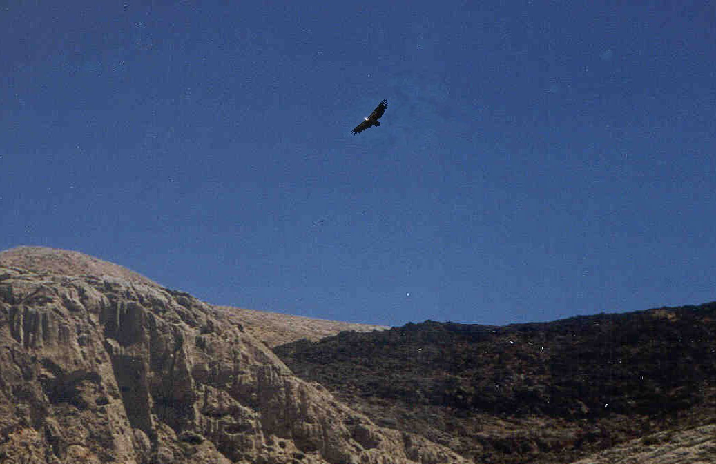 Creta - Lefki Ora -  avvoltoio Grifone