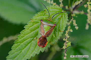 Acanthosoma haemorrhoidale