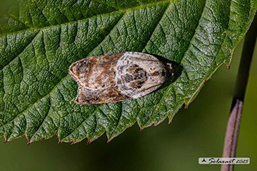 Acleris variegana