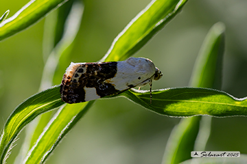 Acontia lucida