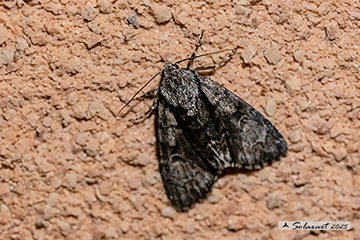 Acronicta alni