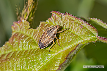 Aelia acuminata