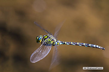 Aeshna cyanea  (maschio)