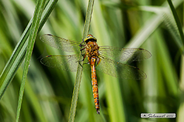 Aeshna Isosceles (femmina)