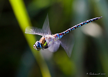 Aeshna mixta (maschio)