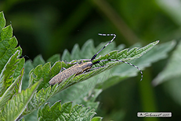 Agapanthia villosoviridescens