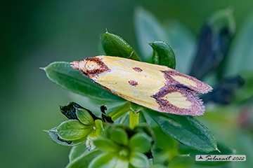 Agapeta zoegana