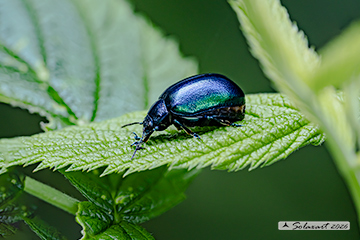 Agelastica alni