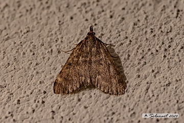 Aglossa pinguinalis