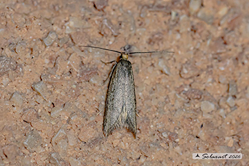 Lypusidae Agnoea filiella