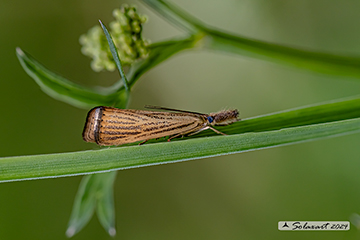 Agriphila straminella