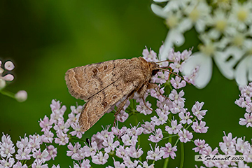 Agrotis segetum