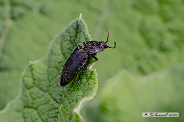 Agrypnus murinus