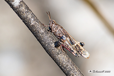 Aiolopus strepens