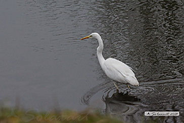 Airone bianco maggiore, Ardea alba o Casmerodius albus