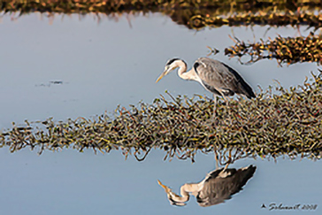 Ardea cinerea - Grey Heron