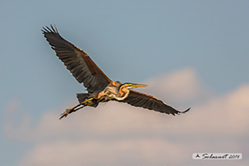 Ardea purpurea - purple Heron