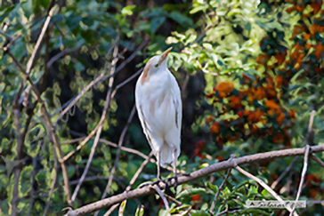 Airone guardabuoi (Bubulcus ibis )