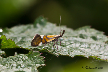 Oecophoridae Alabonia geoffrella