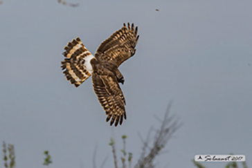 Circus cyaneus (Albanella reale)