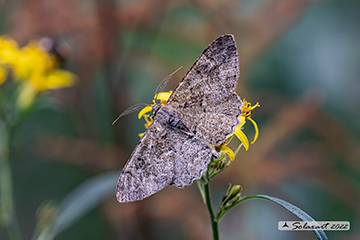 Alcis repandata