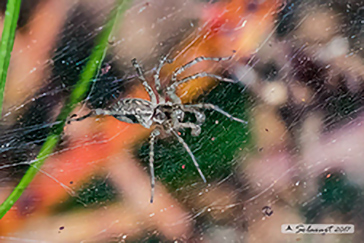 Allagelena gracilens