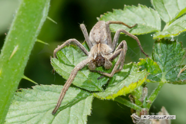 Allocosa sp