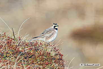 Allodola golagialla - Eremophila alpestris