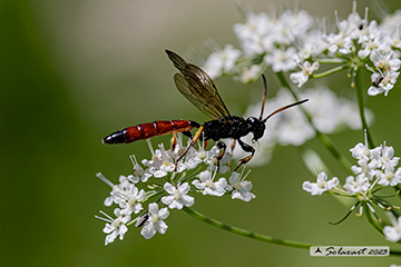 Alomya debellator