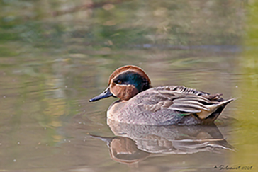 Alzavola  (Anas Crecca) maschio