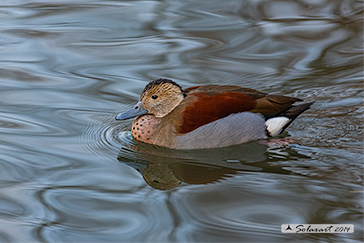 Callonetta leucophrys - Alzavola anellata - Ringed teal