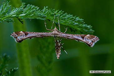 Amblyptilia acanthadactyla