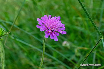 Ambretta - Knautia arvensis