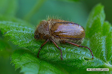 Amphimallon solstitiale
