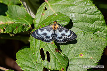 Anania hortulata