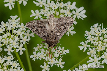Anarta trifolii