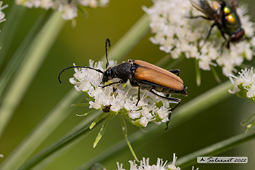 Anastrangalia sanguinolenta
