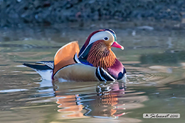 Aix galericulata - Mandarin duck