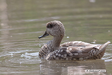 Marmaronetta angustirostris - Marbled Duck or Marbled Teal