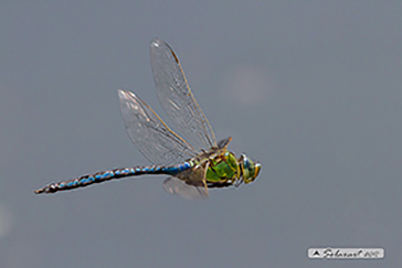 Anax imperator